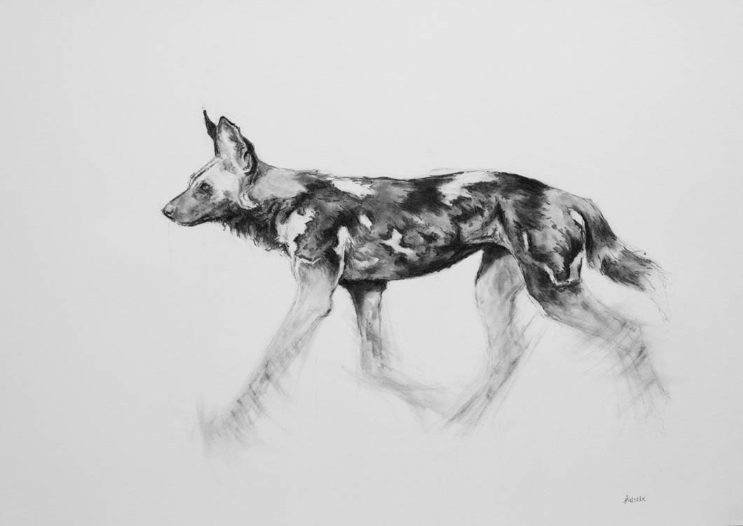 wild-dog-on-the-move